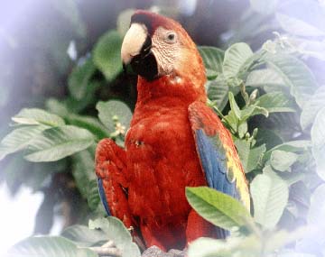 [ picture of bird from costa rica ]